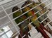 Baby conure Glasgow