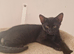 Kittens for rehomeing
