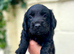 Outstanding cocker spaniel puppies
