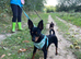 Prague ratter (prazsky Krysarik) stud dog for sale