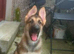 German Shepherd X Husky Female 12 Week Old Puppy in Aberdeen City