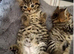 4 beautiful kittens Females 8wks old