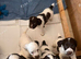 Springer spaniel pups
