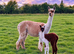 A very special breeding group of 16 alpacas