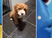 Cavapoo curly wurly puppies 5 * Council reg’d