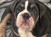 Female English bulldog
