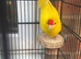 Kakariki 6 months old