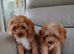 Cavapoo puppies for sale