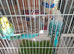 Mixed adult budgies for sale