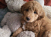 Goldendoodle girl F1, beautiful ready now