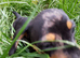 Smoothed hair dachshund miniature