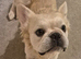 Male fluffy frenchie KC reg