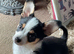 Papillion x chihuahua