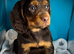 KC cocker spaniel puppies
