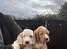 Beautiful cocker spaniel puppies