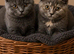 REHOME two girl British Shorthair