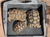 Breeding pair Leopard tortoises