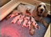Beautiful Male Miniature Cockapoo Puppy