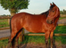 5yo 13.3hh QH &times; Sports Horse Mare