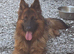 German shepherd bitch for sale
