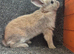 Male dwarf Lops