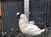 Pigeons for sale