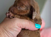 Beautiful KC Registered Dachshund Puppies Available
