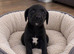 Labrador x cocker spaniel