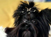 Yorkshire Terrier Zack