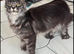 1 tica active girl left polydactyl
