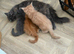 stunning XL full Maine coon kittens