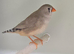 ZEBRA FINCHES