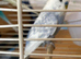 Beautiful Budgies