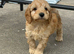 Cavapoo pups