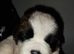 Beautiful saint bernard puppies ready now