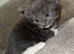 Baby kittens for sale