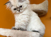 Outstanding British Longhair