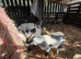 Pygmy goats