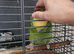 Beautiful Female Double yellow-headed Amazon