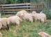 Devon and Cornwall longwool ewe lambs