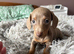 1 female available