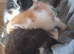Two beautiful tame kittens