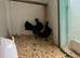 Chickens