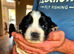 Working Springer Spaniels