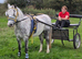 Ride and drive first pony