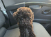 Asian Toy Poodle GIRLS