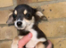 Beautiful chihuahua puppys for sale