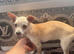 Dior cream chihuahua