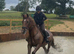 15.3h 10 year old schoolmaster