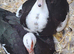 Muscovy ducklings
